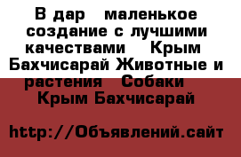 В дар - маленькое создание с лучшими качествами! - Крым, Бахчисарай Животные и растения » Собаки   . Крым,Бахчисарай